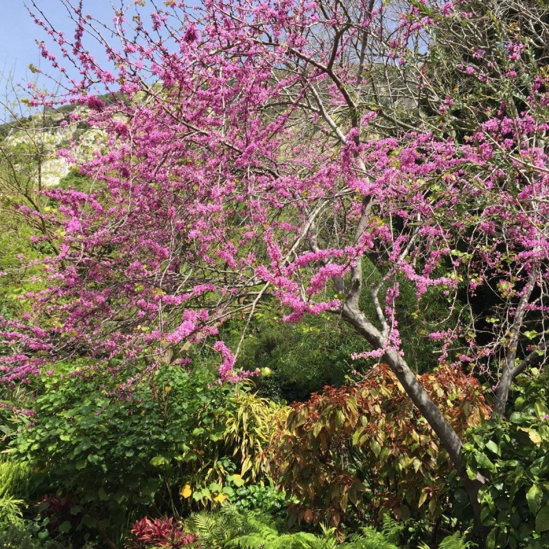 Judas Tree Cercis siliquastrum